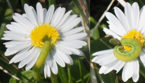 Réf. 320 912 : Aporophyla lueneburgensis
